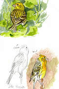 Atlantic Canary