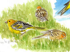 Atlantic Canary