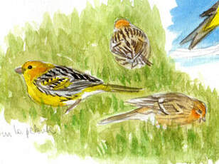 Serin des Canaries
