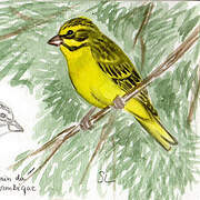 Yellow-fronted Canary