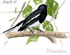 Oriental Magpie-Robin