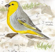 Citron-headed Yellow Finch