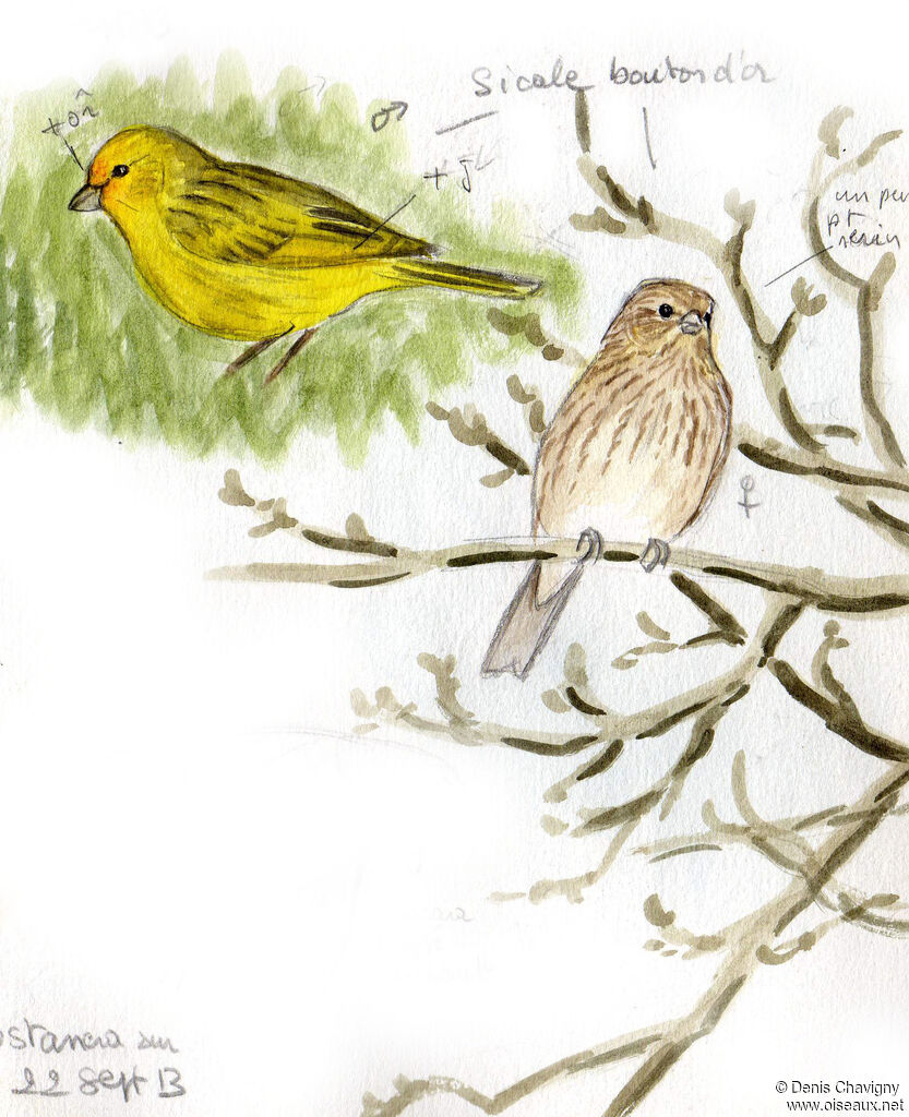 Saffron Finchadult, habitat