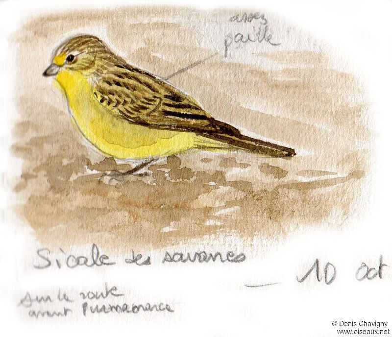 Grassland Yellow Finch male adult, identification