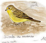 Grassland Yellow Finch