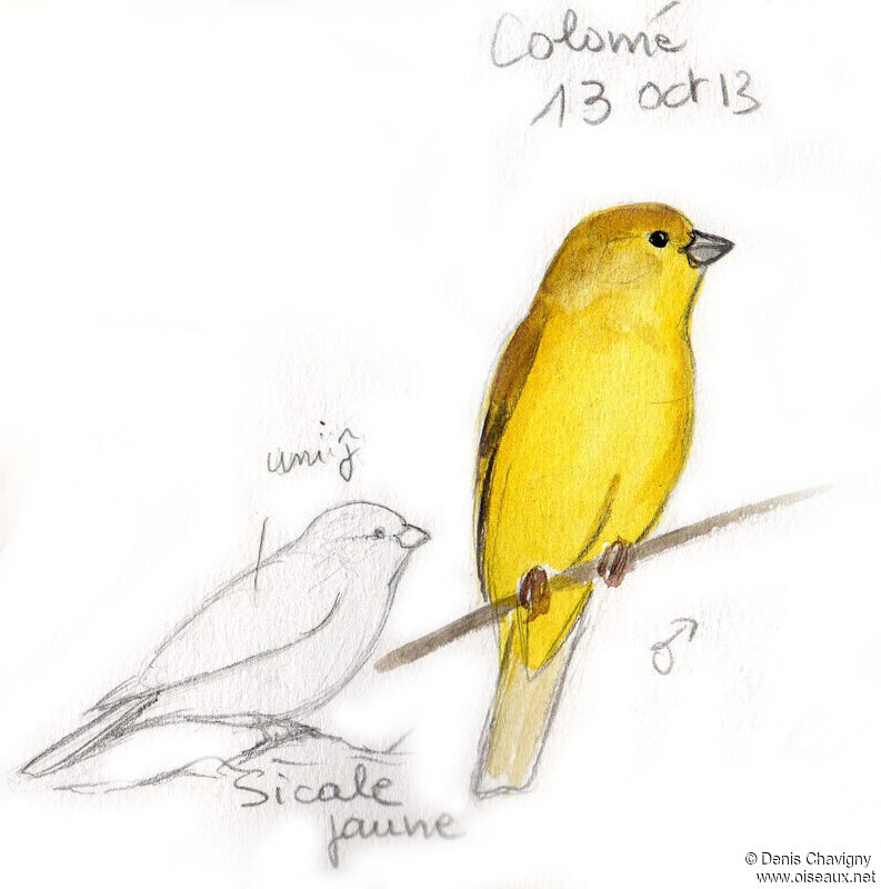 Puna Yellow Finch male adult