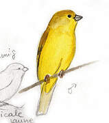 Puna Yellow Finch