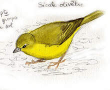 Greenish Yellow Finch