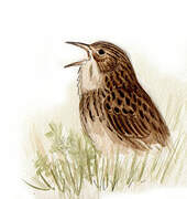 Dupont's Lark