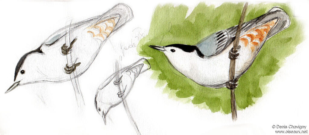 White-breasted Nuthatch male adult, habitat