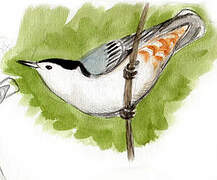 White-breasted Nuthatch