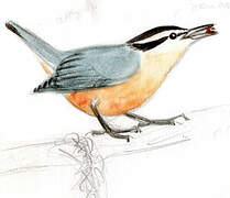 Red-breasted Nuthatch