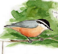 Red-breasted Nuthatch