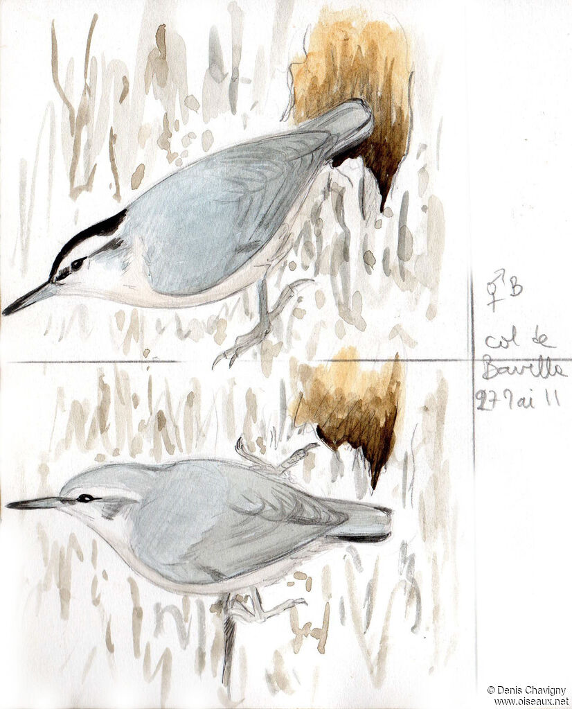 Corsican Nuthatchadult breeding, Reproduction-nesting