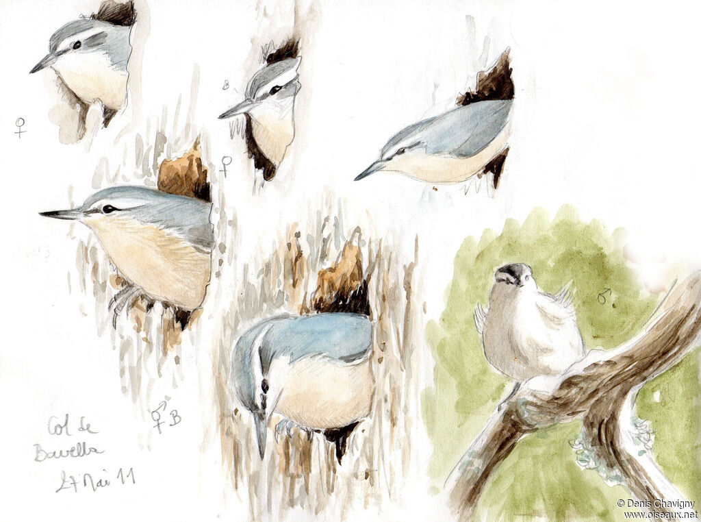 Corsican Nuthatchadult breeding, Reproduction-nesting