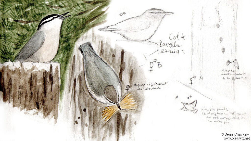 Corsican Nuthatchadult breeding, habitat, Reproduction-nesting