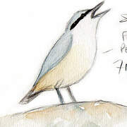 Western Rock Nuthatch