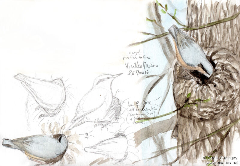 Eurasian Nuthatch female adult breeding, habitat, Reproduction-nesting