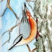 Eurasian Nuthatch