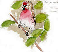 Common Redpoll