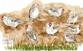 Common Redpoll