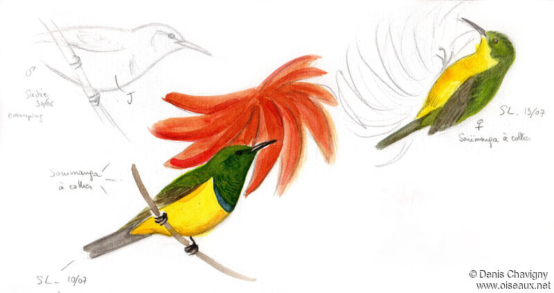 Collared Sunbird male adult, habitat