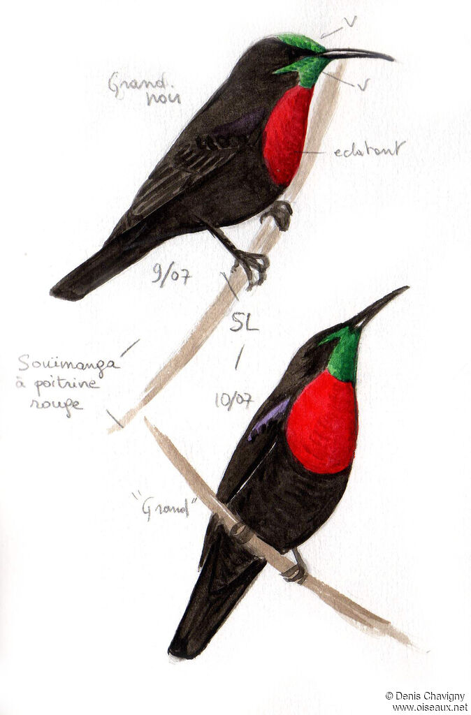 Scarlet-chested Sunbird male adult, identification