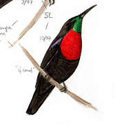 Scarlet-chested Sunbird