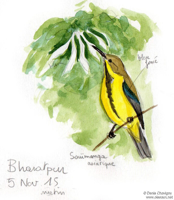 Purple Sunbird male adult post breeding, habitat