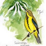 Purple Sunbird