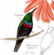 Purple-banded Sunbird