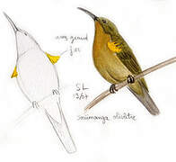 Olive Sunbird