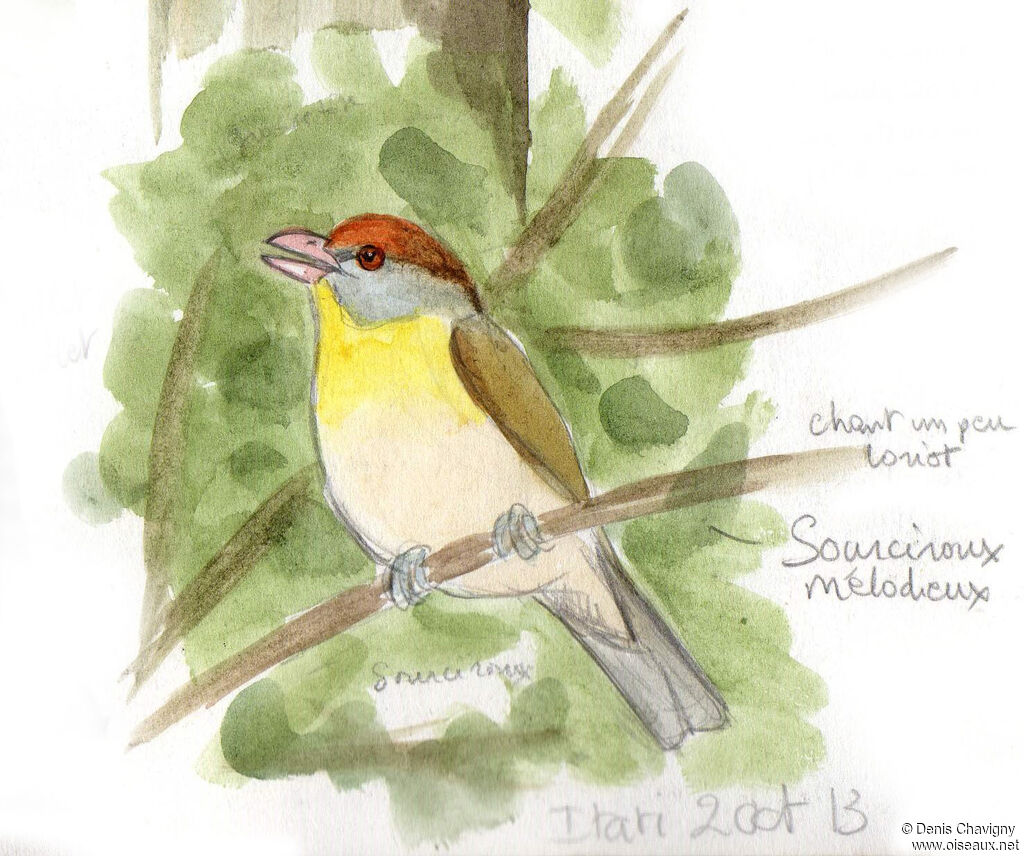 Rufous-browed Peppershrike male adult, song