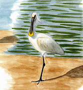 Eurasian Spoonbill