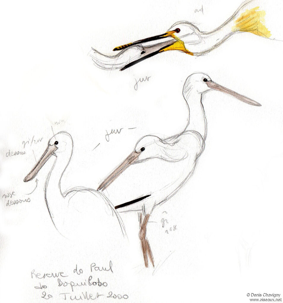 Eurasian Spoonbill, Reproduction-nesting, colonial reprod.