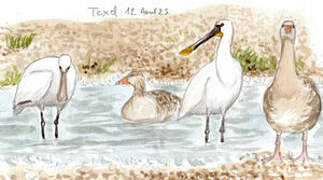 Eurasian Spoonbill