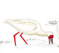 African Spoonbill