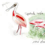 Roseate Spoonbill