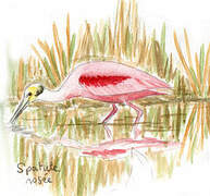 Roseate Spoonbill