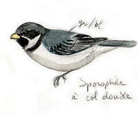 Double-collared Seedeater