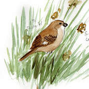 Rusty-collared Seedeater