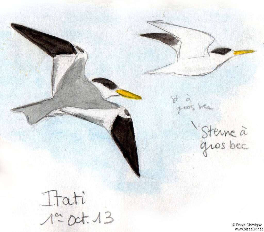 Large-billed Tern, Flight