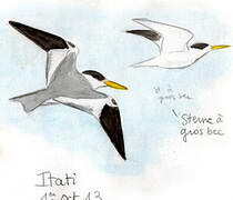 Large-billed Tern