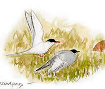 Arctic Tern