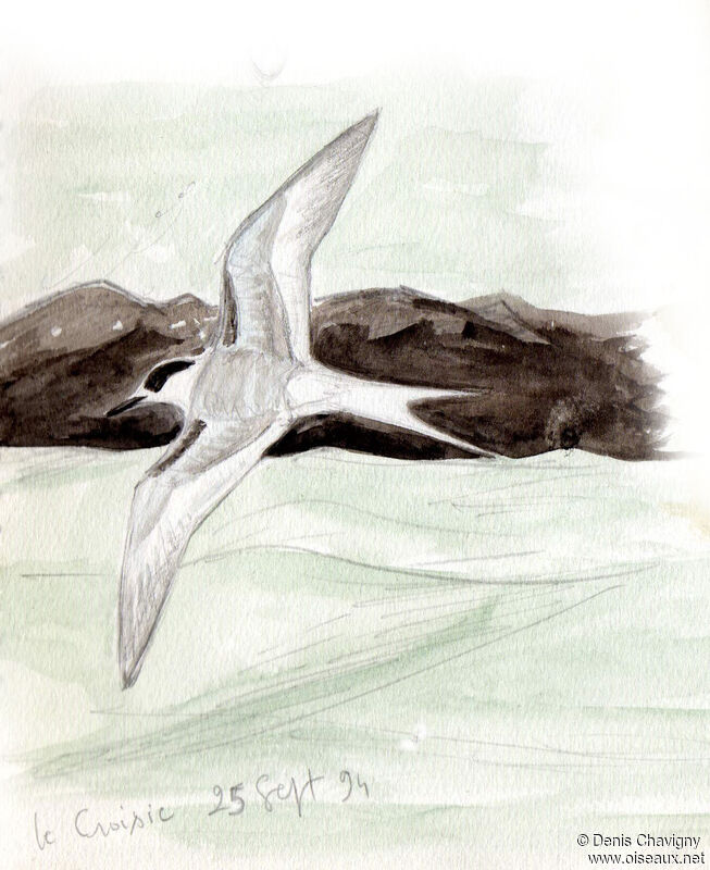 Arctic Ternjuvenile, Flight