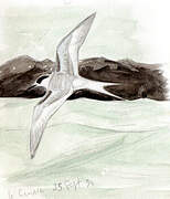 Arctic Tern