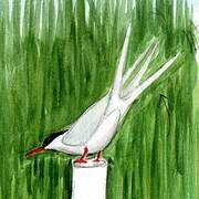 Arctic Tern