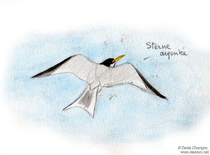 Yellow-billed Tern, Flight