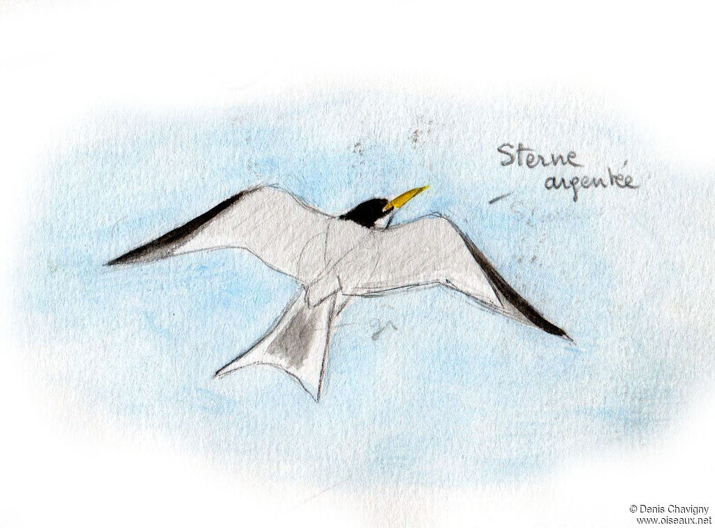 Yellow-billed Tern, Flight