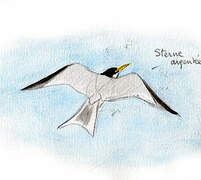 Yellow-billed Tern